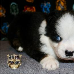 Dill - Black tri-color male Australian Shepherd puppy in El Dorado Springs, Missouri from HP Aussie Kennels