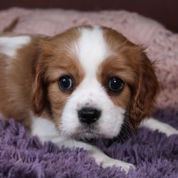 AKC Reni - Blenheim female Cavalier King Charles Spaniel puppy in Albany, Indiana from Hatz Off Puppies