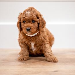 Miss Snowbelle - Red  female Goldendoodle puppy in Ash Grove, Missouri from The Bark Farm