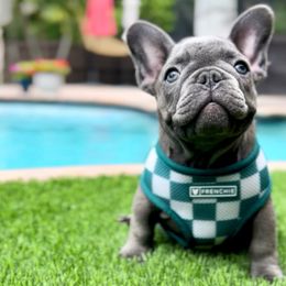 Nori - Blue male French Bulldog puppy in Miami, Florida from Oceanside French Bulldogs