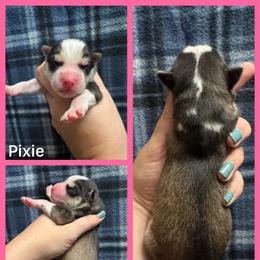 Pixie - Sable and white female Siberian Husky puppy in Parma, Ohio from Sirius Siberian Huskies