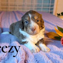Breezy - Red tri-color female Aussiedoodle puppy in Ellenburg Center, New York from Kristin's Puppies