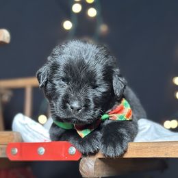 Gemini - Black male Newfoundland puppy in Tully, New York from Bear Paw Newfoundlands