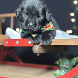 Gemini - Black male Newfoundland puppy in Tully, New York from Bear Paw Newfoundlands