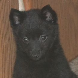 Schipperke Puppies from Delilah's Schipperkes
