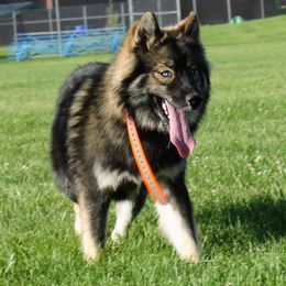 Raven - Siberian Husky