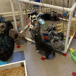 Australian Shepherd Puppies from BarberHof’s  Australian Shepherds