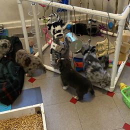 Australian Shepherd Puppies from BarberHof’s  Australian Shepherds