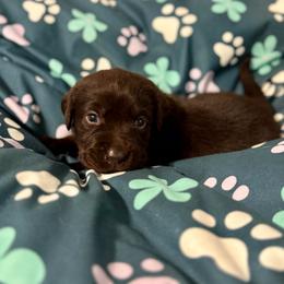 Red Collar - Chocolate female Labrador Retriever puppy in Somerset, California from Cantina Labs and Cavs