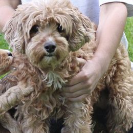 Lady - Cavapoo