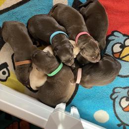 Dilute Retriever and Labrador Retriever Puppies from Moran’s Lab’s