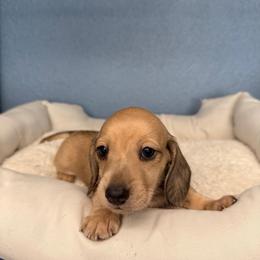 Peanut - Cream male Dachshund puppy in California from Wooofyland LLC