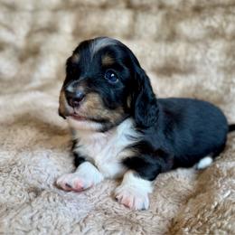 Jaq - Black and cream male Dachshund puppy in Cherry Valley, California from Sugar and Spice Dachshunds