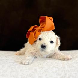 Thelma - White female Poodle puppy in Jackson, Mississippi from T.M. Poodles & Doodles