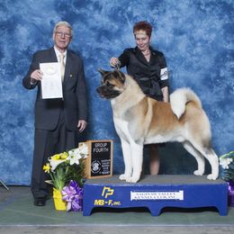 Akita and Shiba Inu All Grown Up from Day Dream Shiba Inu’s