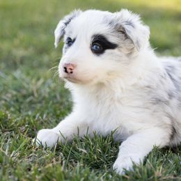 Border Collie Puppies from North Fork Border Collies
