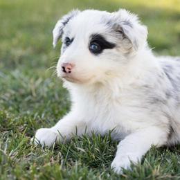 Border Collie Puppies from North Fork Border Collies