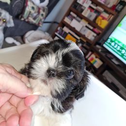 Boy 2 - Black and white male Shih Tzu puppy in Bethlehem, Pennsylvania from Cinnamon's Shih Tzus