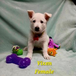 Vixen (Yellow) - White female German Shepherd puppy in Bedias, Texas from TiPi S Ranch's German Shepherds