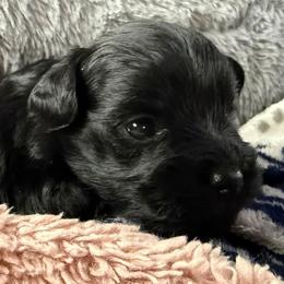 Sarge - Black male Miniature Schnauzer puppy in Ferndale, Washington from Blackhorse Schnauzers Washington state
