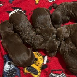Boy 4 - Chocolate male Goldendoodle puppy in Phoenix, Arizona from Az Adorable Doodles