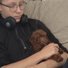 Poodles from Yates Family Farm