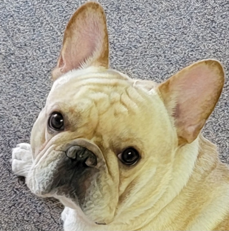 Jack - French Bulldog