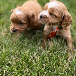 Cockapoo Puppies from Maple’s Cockapoo Puppies