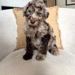 Emerald - Merle male Labradoodle puppy in Newark, Ohio from Raising Doodles