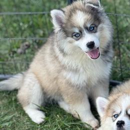 Rubble - Wolf sable male Pomsky puppy in Lewiston, Minnesota from Family Pomsky