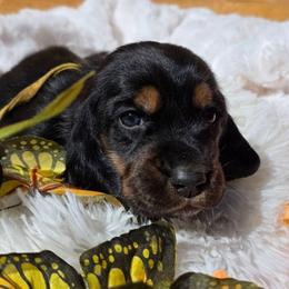 Ms. Grant - Black brown and white female Basset Hound puppy in Big Rapids, Michigan from Basket Hound Bassets