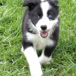 Border Collie Puppies from Wall's Border Collies