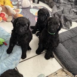Poodle Puppies from Naynay’s poodles