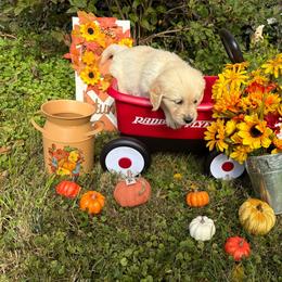 Girl 4 (Argus) (mint collar) - Light golden female Golden Retriever puppy in Hubbard, Ohio from Whickering Pines Golden Retrievers