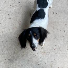 Rosie - Dachshund