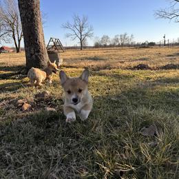 Ein - Red male Pembroke Welsh Corgi puppy in Springfield, Missouri from Hansen Corgis