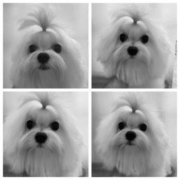 Ariana - Maltese