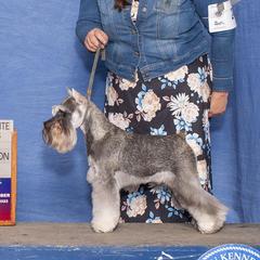 Summer - Miniature Schnauzer