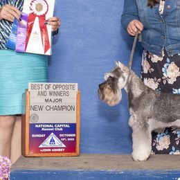Summer - Miniature Schnauzer