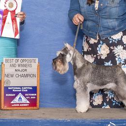 Summer - Miniature Schnauzer