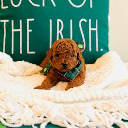 Clay - Toy Size - Red  male Goldendoodle puppy in Elizabethtown, Kentucky from Reddy Poodles & Doodles