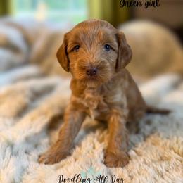 Green girl - Red  female Goldendoodle puppy in Valdese, North Carolina from Doodling All Day Goldendoodles