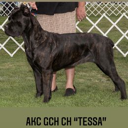 Cane Corso from Winchester Cane Corso