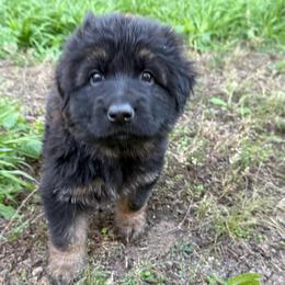 Yellow female - Black and red female German Shepherd puppy in Herrick, South Dakota from Dakota Shepherds Kennels