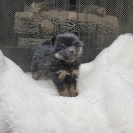 Damian - Black and tan male Pomeranian puppy in Garvin, Oklahoma from Hochatown Awesome Aussies