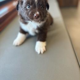 Sugarbee - Red tri male Miniature Australian Shepherd puppy in Clarkesville, Georgia from North Georgia Gems