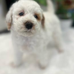 Daisy - Parti female Poodle puppy in Nixa, Missouri from Foxtrot Farm Poodles