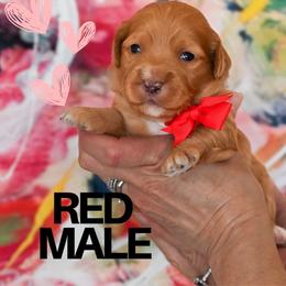 Red - Red  male Goldendoodle puppy in Platteville, Wisconsin from Beck Kennel