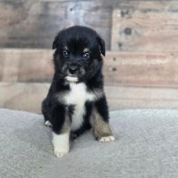 D - Black tri male Miniature Australian Shepherd puppy in Killen, Alabama from Wilkers Wholehearted Mini Aussies