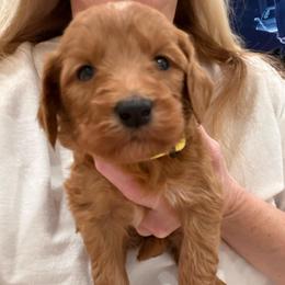 Yellow collar - Apricot female Goldendoodle puppy in Ridgewood, New Jersey from Jessie’s Doodles
